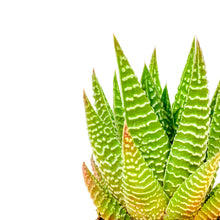 Load image into Gallery viewer, Haworthia, 2in, Fasciata 'Zebra Plant'