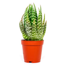 Load image into Gallery viewer, Haworthia, 2in, Gasteraloe