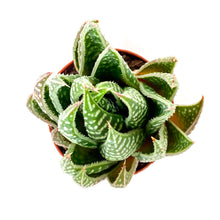 Load image into Gallery viewer, Haworthia, 2in, Gasteraloe