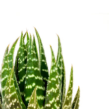 Load image into Gallery viewer, Haworthia, 2in, Gasteraloe