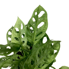 Load image into Gallery viewer, Monstera, 6in, Adansonii Swiss Cheese