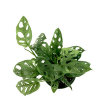 Load image into Gallery viewer, Monstera, 6in, Adansonii Swiss Cheese