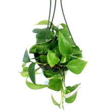 Load image into Gallery viewer, Pothos, 8in, Golden, Hanging Basket