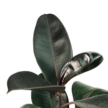 Load image into Gallery viewer, Ficus, 8in, Burgundy Bush