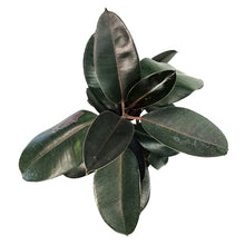 Load image into Gallery viewer, Ficus, 8in, Burgundy Bush