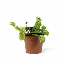 Load image into Gallery viewer, Venus Flytrap, 2.5in, Green Dente