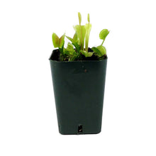Load image into Gallery viewer, Venus Flytrap, 2.5in, Green Dente