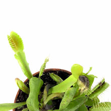 Load image into Gallery viewer, Venus Flytrap, 2.5in, Green Dente