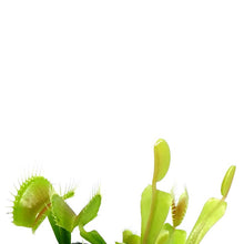 Load image into Gallery viewer, Venus Flytrap, 2.5in, Green Dente