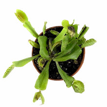 Load image into Gallery viewer, Venus Flytrap, 2.5in, Green Dente