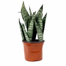 Load image into Gallery viewer, Sansevieria, 6in, Robusta