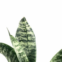 Load image into Gallery viewer, Sansevieria, 6in, Robusta