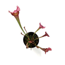 Load image into Gallery viewer, Sarracenia, 3.5in, Juthatip Soper - Floral Acres Greenhouse & Garden Centre