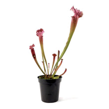 Load image into Gallery viewer, Sarracenia, 3.5in, Juthatip Soper - Floral Acres Greenhouse & Garden Centre