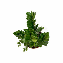 Load image into Gallery viewer, ZZ Plant, 8in, Zamioculcas Zamiifolia