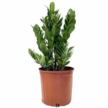Load image into Gallery viewer, ZZ Plant, 8in, Zamioculcas Zamiifolia