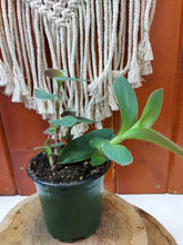 Load image into Gallery viewer, Zebrina, 4in, Red Hill - Floral Acres Greenhouse & Garden Centre
