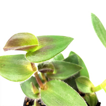 Load image into Gallery viewer, Zebrina, 4in, Red Hill - Floral Acres Greenhouse & Garden Centre