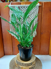 Load image into Gallery viewer, Spathiphyllum, 6in, Domino Peace Lily
