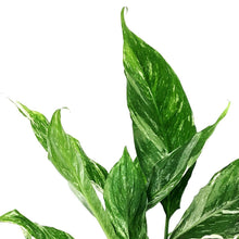 Load image into Gallery viewer, Spathiphyllum, 6in, Domino Peace Lily