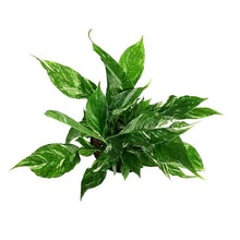 Load image into Gallery viewer, Spathiphyllum, 6in, Domino Peace Lily