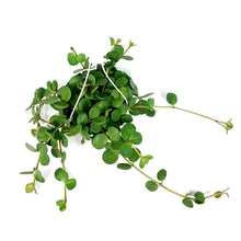 Load image into Gallery viewer, Peperomia, 6in, Hope, Hanging Basket - Floral Acres Greenhouse & Garden Centre