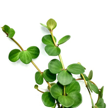 Load image into Gallery viewer, Peperomia, 6in, Hope, Hanging Basket - Floral Acres Greenhouse & Garden Centre
