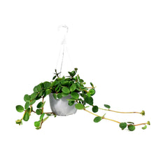 Load image into Gallery viewer, Peperomia, 6in, Hope, Hanging Basket - Floral Acres Greenhouse & Garden Centre
