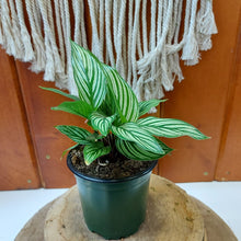 Load image into Gallery viewer, Calathea, 4in, Vittata - Floral Acres Greenhouse & Garden Centre
