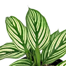 Load image into Gallery viewer, Calathea, 4in, Vittata