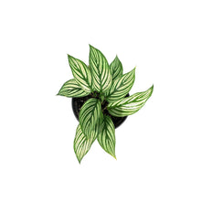 Load image into Gallery viewer, Calathea, 4in, Vittata