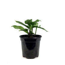 Load image into Gallery viewer, Calathea, 4in, Vittata