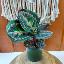 Load image into Gallery viewer, Calathea, 4in, Roseopicta - Floral Acres Greenhouse & Garden Centre