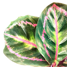 Load image into Gallery viewer, Calathea, 4in, Roseopicta - Floral Acres Greenhouse & Garden Centre