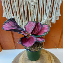 Load image into Gallery viewer, Calathea, 4in, Rosy - Floral Acres Greenhouse & Garden Centre