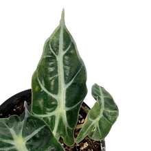 Load image into Gallery viewer, Alocasia, 4in, Polly