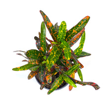 Load image into Gallery viewer, Croton, 4in, Batik Red - Floral Acres Greenhouse & Garden Centre