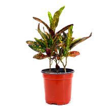 Load image into Gallery viewer, Croton, 4in, Batik Red - Floral Acres Greenhouse & Garden Centre