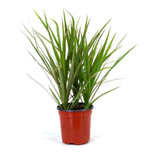 Load image into Gallery viewer, Dracaena, 4in, Bicolor Tip - Floral Acres Greenhouse & Garden Centre