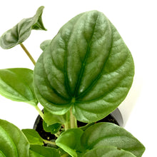 Load image into Gallery viewer, Peperomia, 4in, Silver Frost - Floral Acres Greenhouse & Garden Centre