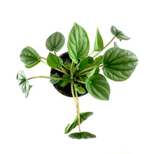 Load image into Gallery viewer, Peperomia, 4in, Silver Frost - Floral Acres Greenhouse & Garden Centre