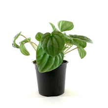 Load image into Gallery viewer, Peperomia, 4in, Silver Frost - Floral Acres Greenhouse & Garden Centre