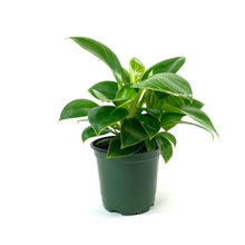 Load image into Gallery viewer, Philodendron, 4in, Birkin - Floral Acres Greenhouse & Garden Centre