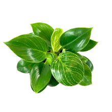 Load image into Gallery viewer, Philodendron, 4in, Birkin - Floral Acres Greenhouse & Garden Centre