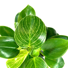 Load image into Gallery viewer, Philodendron, 4in, Birkin - Floral Acres Greenhouse & Garden Centre