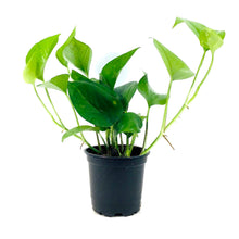 Load image into Gallery viewer, Pothos, 4in, Jade - Floral Acres Greenhouse & Garden Centre