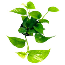 Load image into Gallery viewer, Pothos, 4in, Jade - Floral Acres Greenhouse & Garden Centre