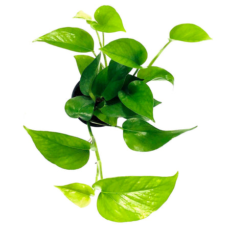 Pothos, 4in, Jade - Floral Acres Greenhouse & Garden Centre
