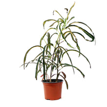 Load image into Gallery viewer, Croton, 6in, Zanzibar