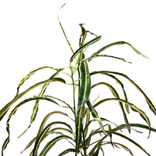 Load image into Gallery viewer, Croton, 6in, Zanzibar